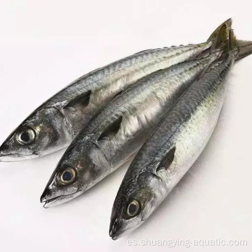 Pacific Mackerel congelado 100-200 200-300G para mayoristas